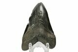Bargain, Fossil Megalodon Tooth #168943-2